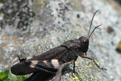 Réf. 239 619 : Psophus stridulus stridulus